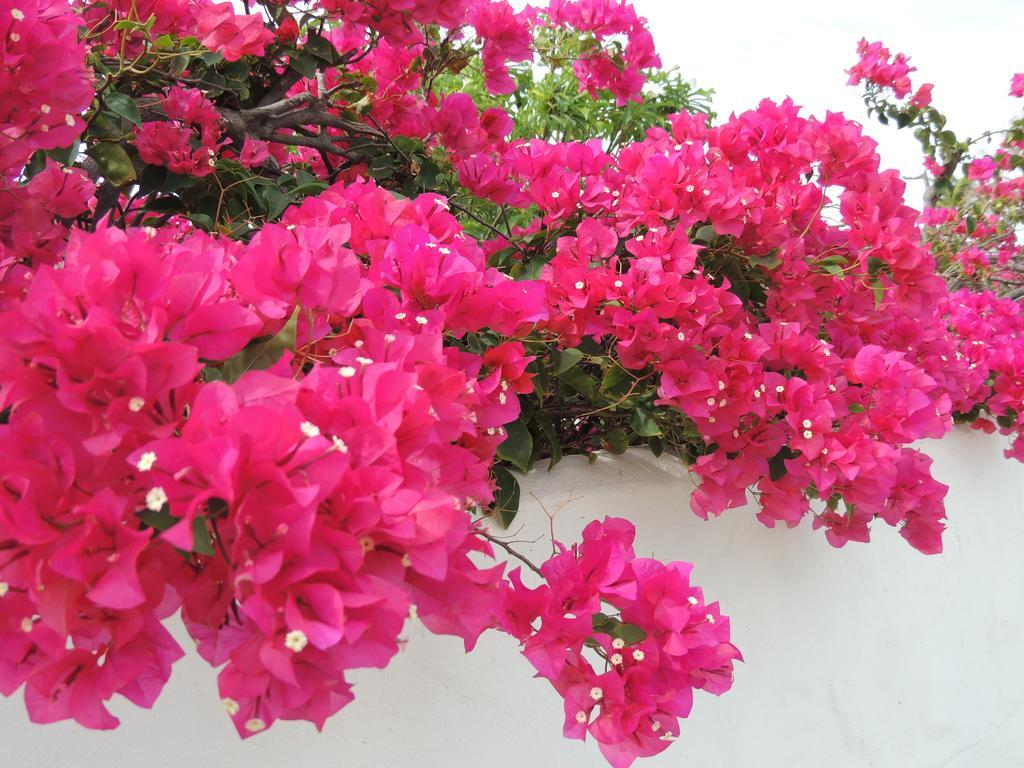 Villa Bougainvillea Aruba, The Tango Suite Palm Beach Rum bild