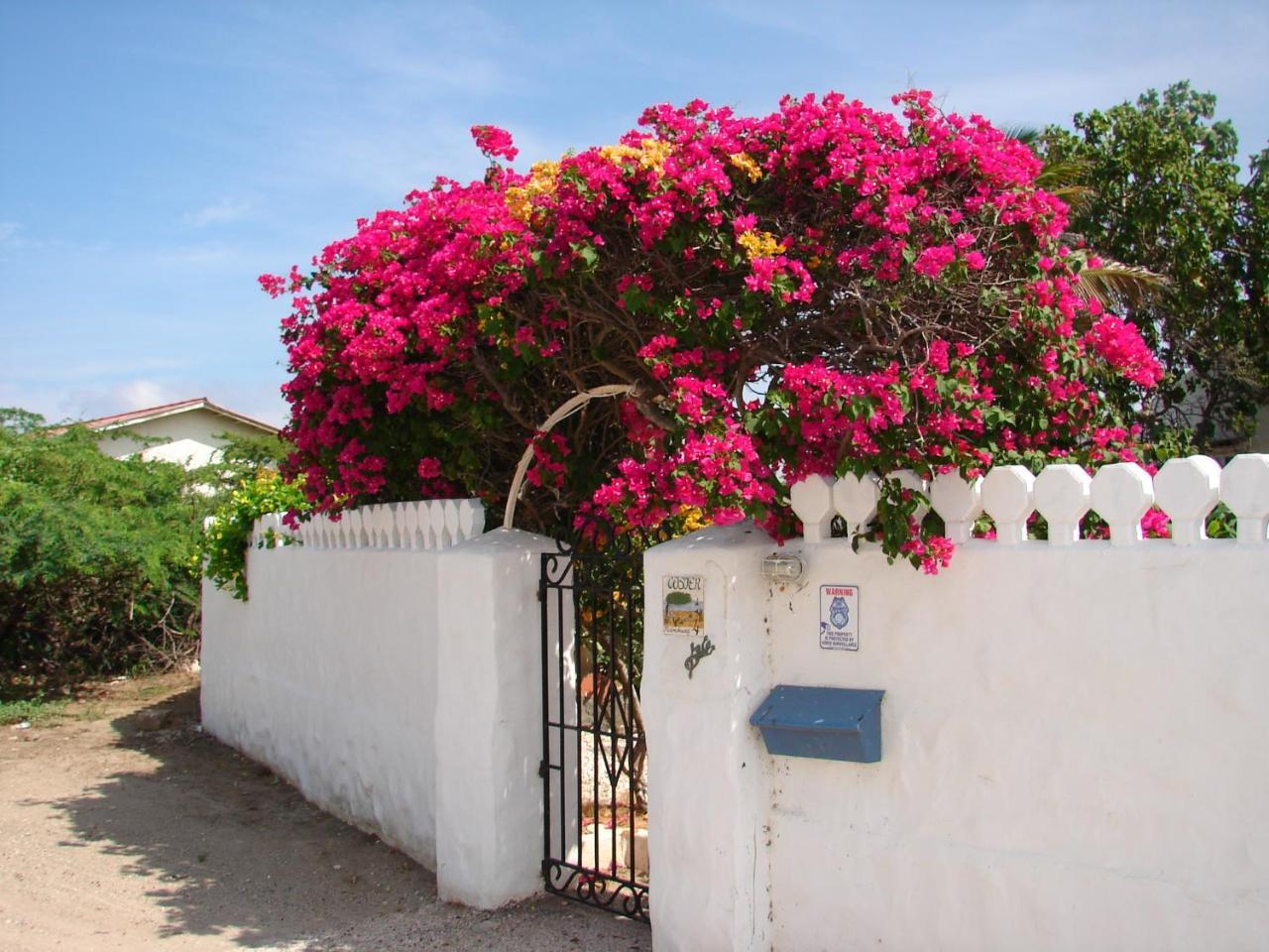 Villa Bougainvillea Aruba, The Tango Suite Palm Beach Exteriör bild